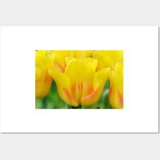 Tulipa  &#39;Ice Lolly&#39;  Tulip Posters and Art